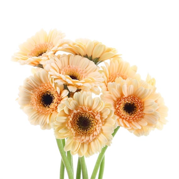 Gerbera Black Eye - Mini (x 8 Individual Stems) - Peach Café