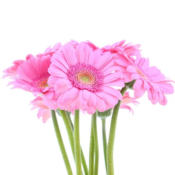 Gerbera - Mini (x 8 Individual Stems) - Pink