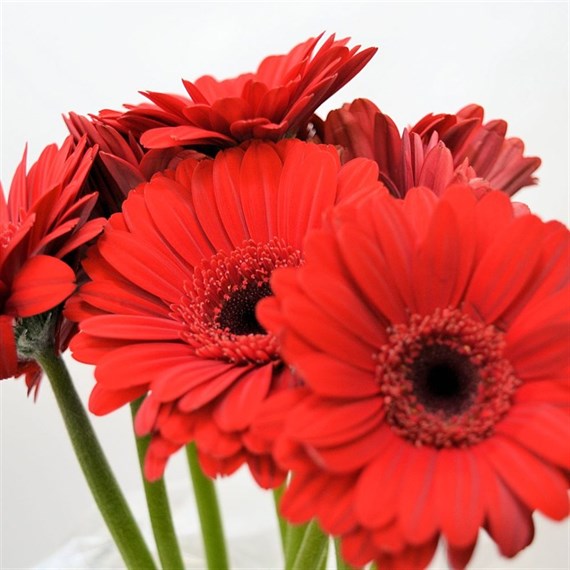 Gerbera - Mini (x 8 Individual Stems) - Red