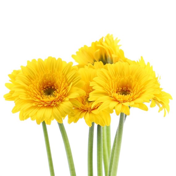 Gerbera - Mini (x 10 stems) - Yellow
