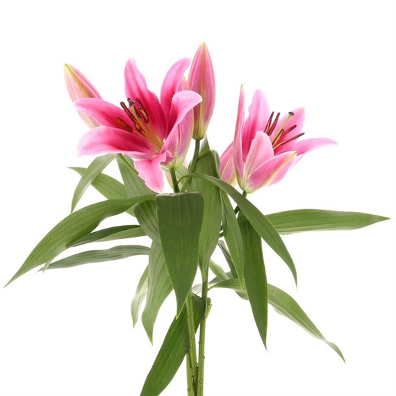 Oriental Lily (x 3 Individual Stems) - Pink