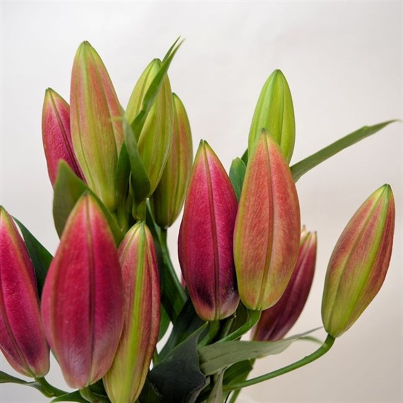 Oriental Lily (x 3 stems) - Pink