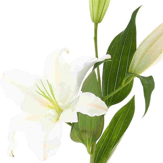Oriental Lily (x 4 stems) - White