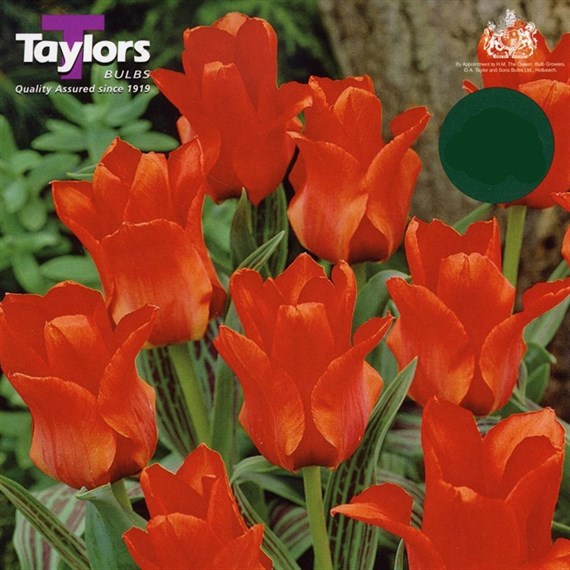 Taylors Bulbs Tulip Red Riding Hood - Pack of 50 (PN06)