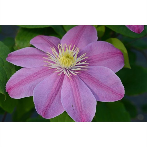 Clematis Alaina (Evipo056) 3 Litre Climber Plant