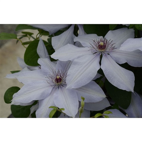 Clematis Bernadine (Evipo061) 3 Litre Climber Plant