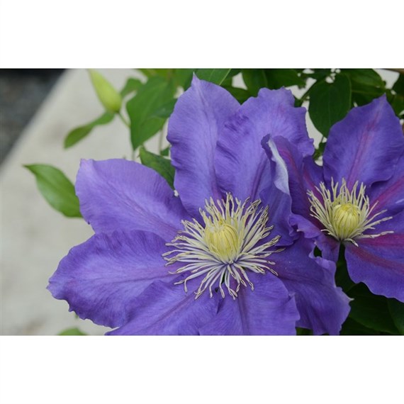 Clematis Chevalier (Evipo040) 3 Litre Climber Plant