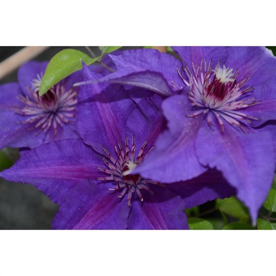 Clematis Edda (Evipo074) 3 Litre Climber Plant