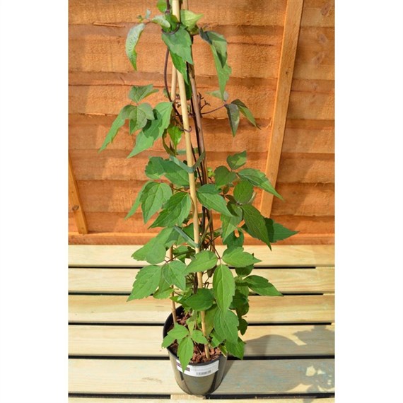Clematis Montana Mayleen 3 Litre Climber Plant