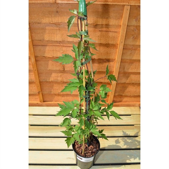 Clematis Montana Wilsonii 3 Litre Climber Plant