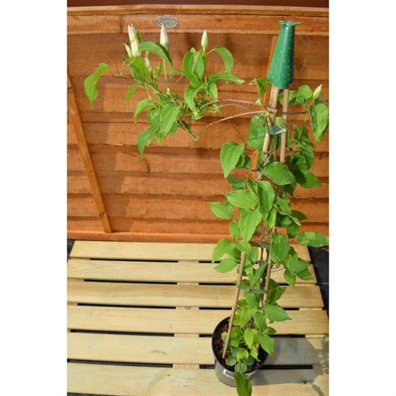 Clematis Mrs Cholmondeley 3 Litre Climber Plant