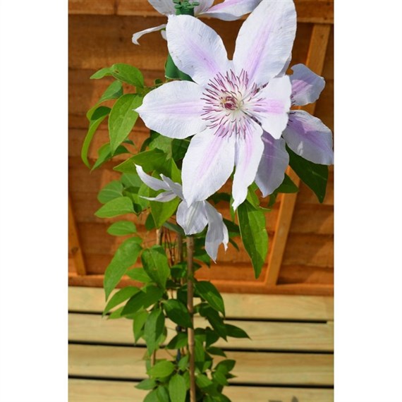 Clematis Nelly Moser 3 Litre Climber Plant