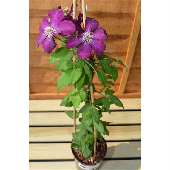 Clematis Rouge Cardinal 3 Litre Climber Plant