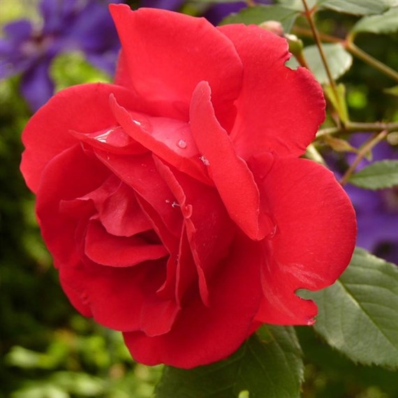 Ruby Anniversary Bush Rose 5.5L Pot (3RUAN)