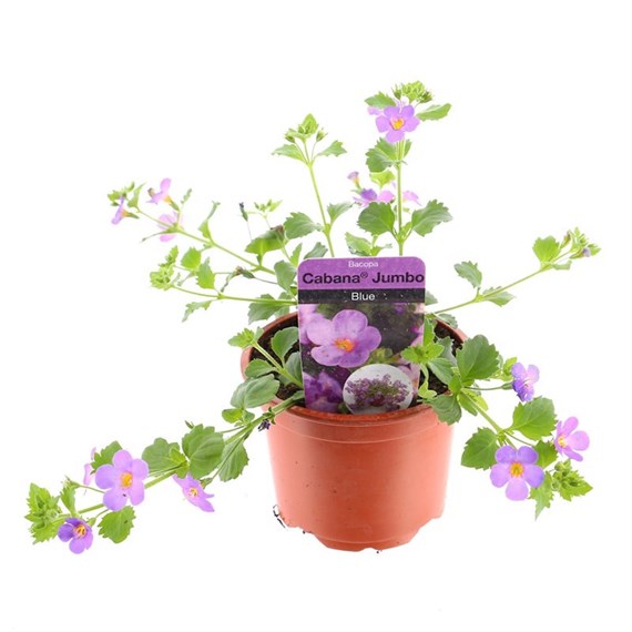 Bacopa Blue 10.5cm Pot Bedding