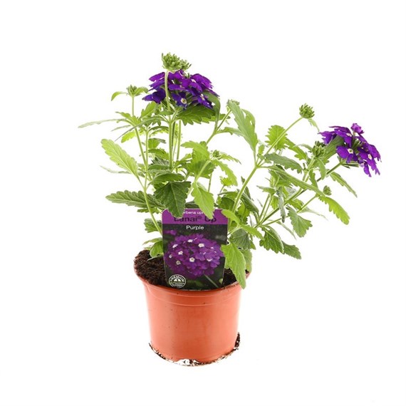 Verbena Upright Lanai Up Purple 10.5cm Pot Bedding