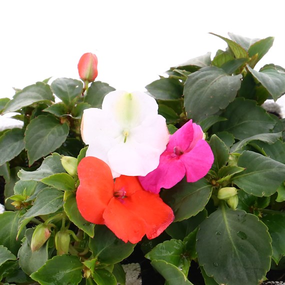Impatiens F1 Mixed 6 Pack Boxed Bedding
