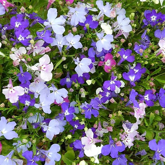 A Lucky Dip Selection! Lobelia 6 x 10.5cm Pot Bedding