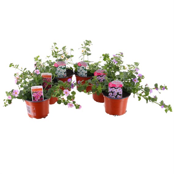 A Lucky Dip Selection! Bacopa - 6 x 10.5cm Pot Bedding