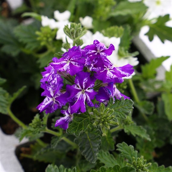 A Lucky Dip Selection! Basket Plants 6 x 10.5cm Pot Bedding