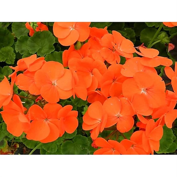 Geranium F1 Maverick Orange 6 Pack Boxed Bedding