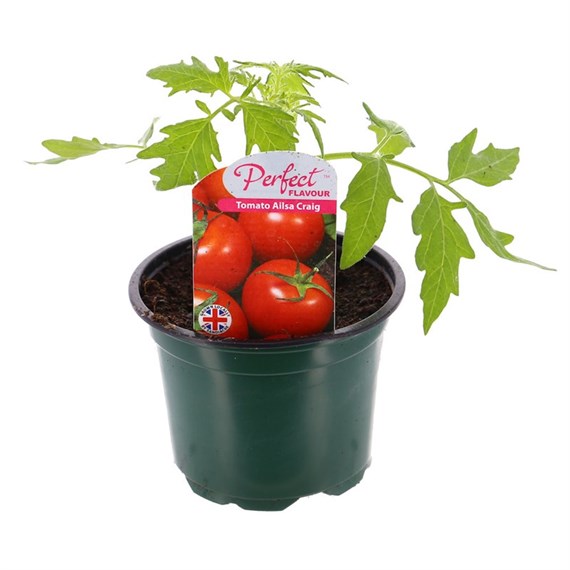 Tomato Ailsa Craig 10.5cm Pot Bedding Vegetables