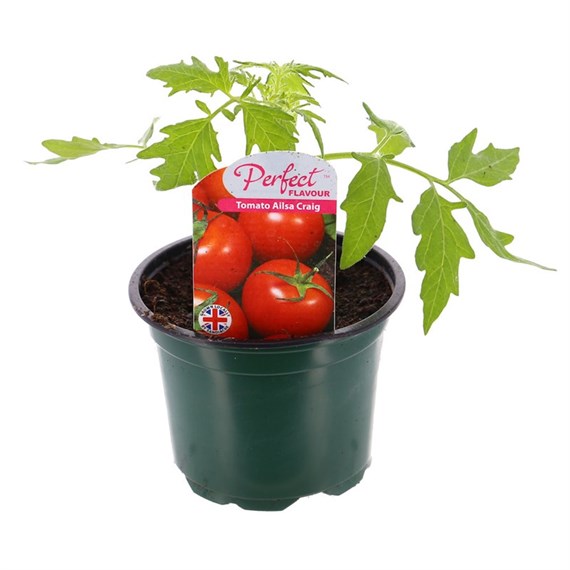 Tomatoes Ailsa Craig 10.5cm Pot Bedding Vegetables