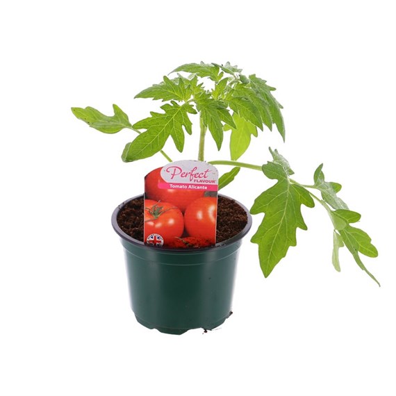 Tomato Alicante 10.5cm Pot Bedding Vegetables
