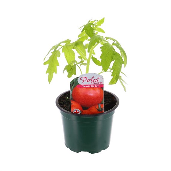 Tomato Big Boy 10.5cm Pot Bedding Vegetables