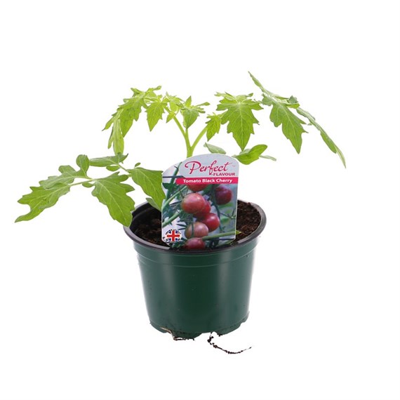 Tomato Black Cherry 10.5cm Pot Bedding Vegetables
