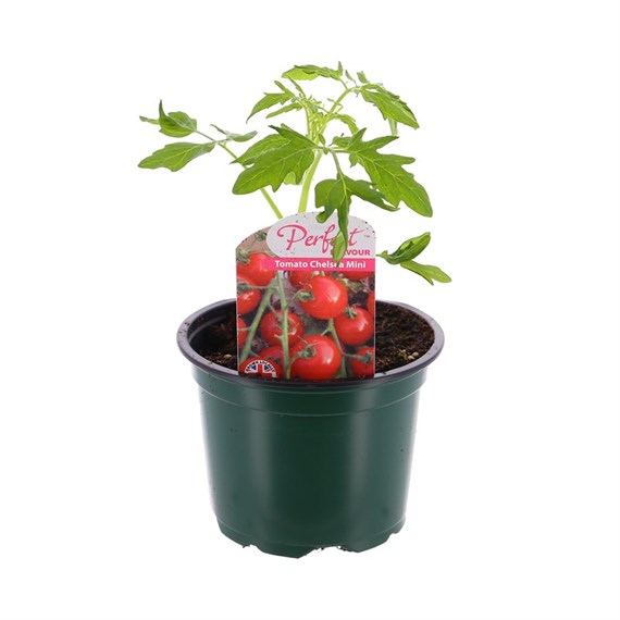Tomato Chelsea Mini 10.5cm Pot Bedding Vegetables
