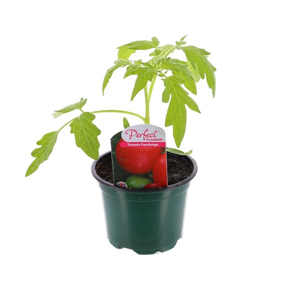 Tomato Fandango 10.5cm Pot Bedding Vegetables