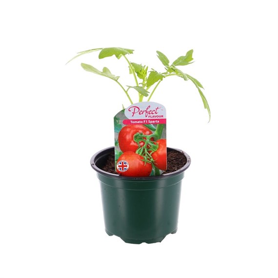 Tomato Sparta 10.5cm Pot Bedding Vegetables