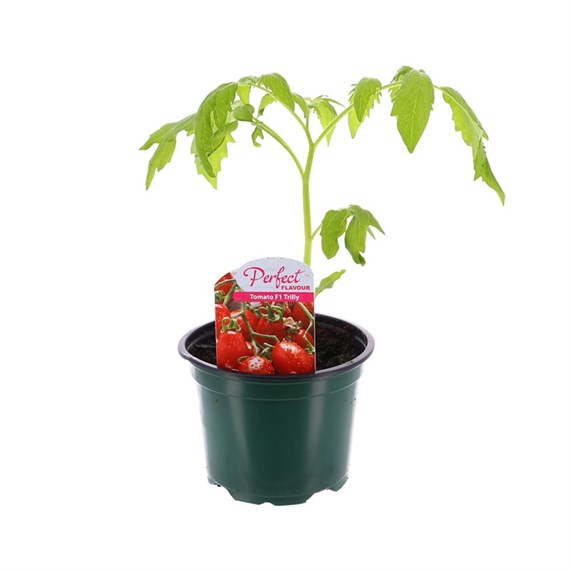 Tomato Trilly 10.5cm Pot Bedding Vegetables