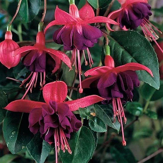 Fuchsia Whips Dollar Princess 13cm Pot Pot Bedding