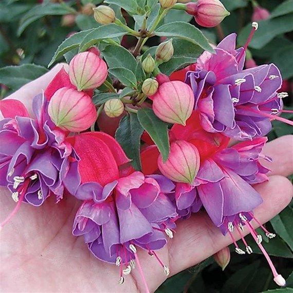 Fuchsia Whips Winston Churchill 13cm Pot Pot Bedding
