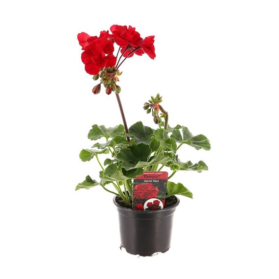 Geranium Upright - Tango Velvet Red (6 x 10.5cm pots)
