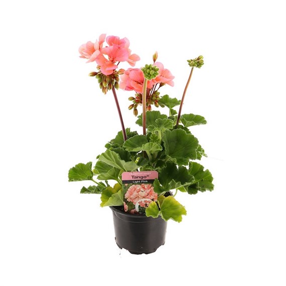 Geranium Upright - Tango Light Pink (6 x 10.5cm pots)