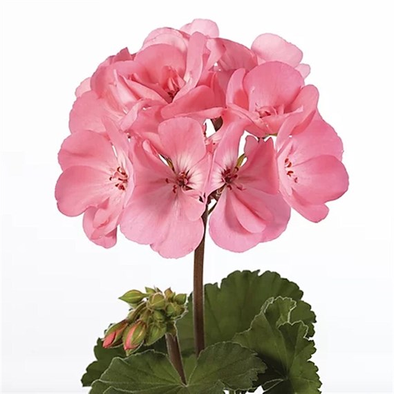 Geranium Upright - Anne Cream Pink (6 x 10.5cm pots)