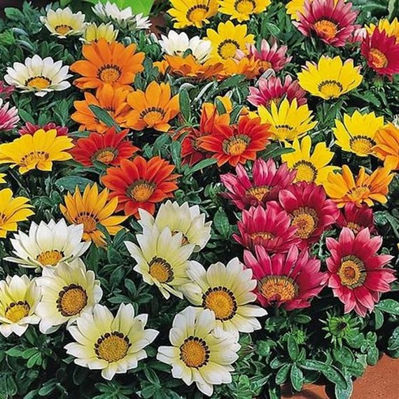 Gazania Frosty 6 Pack Boxed Bedding