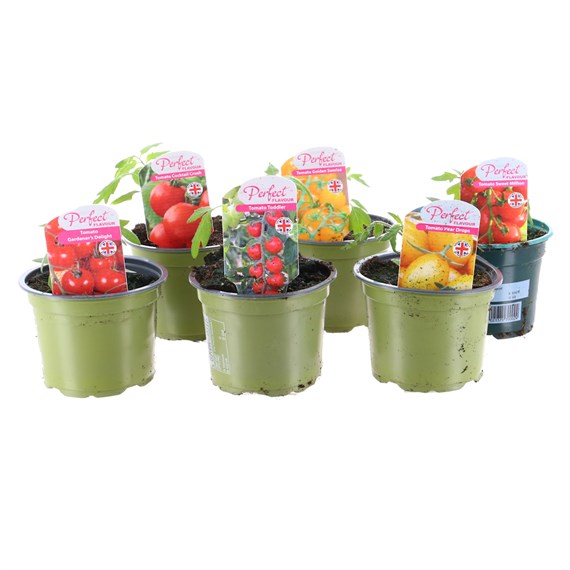 A Lucky Dip Selection! Tomatoes - 6 x 10.5cm Pot Vegetables