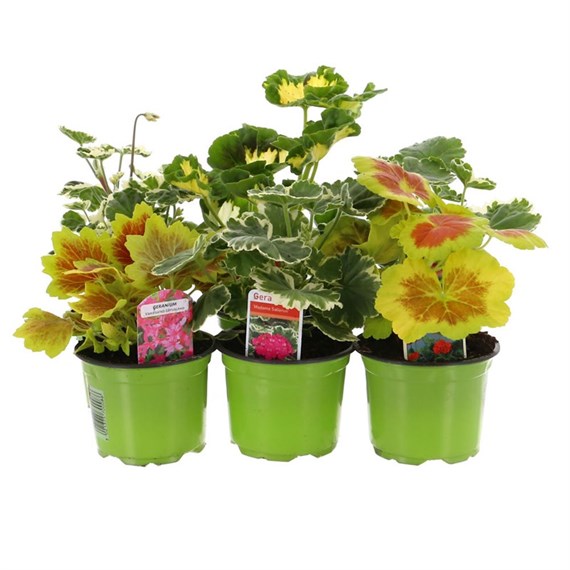 A Lucky Dip Selection! Upright Geraniums - 15 x 10.5cm Tray