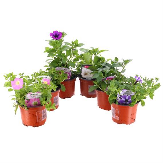 A Lucky Dip Selection! Petunia - 6 x 10.5cm Tray