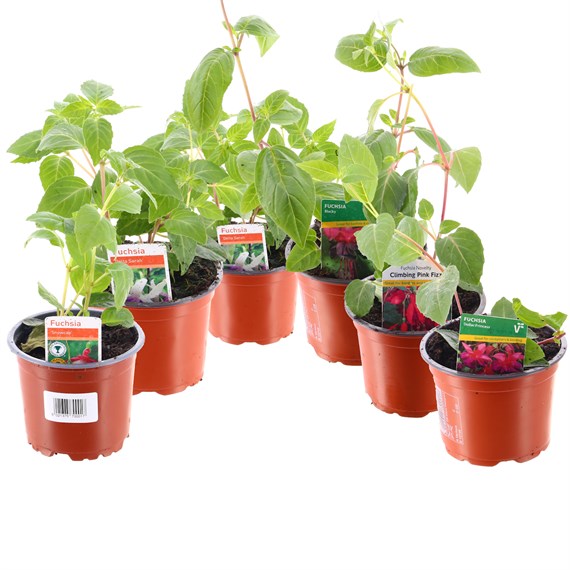 A Lucky Dip Selection! Upright Fuchsia - 6 x 10.5cm Tray