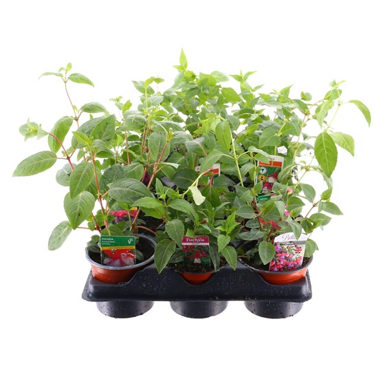 A Lucky Dip Selection! Trailing Fuchsia - 15 x 10.5cm Tray