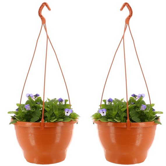 A Lucky Dip Selection! Hanging Pot Viola Twin Pack Lucky Dip (2 x 25cm