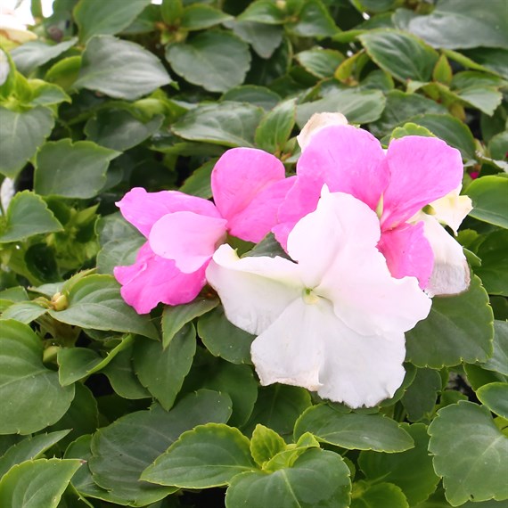 Impatiens F1 Cool Water Mixed 6 Pack Boxed Bedding