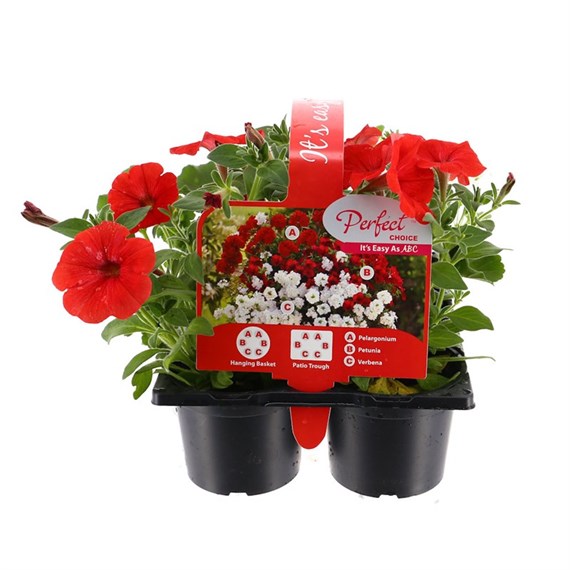 ABC Colour Packs Red - 6 x 10.5cm Pot Carry Pack Bedding