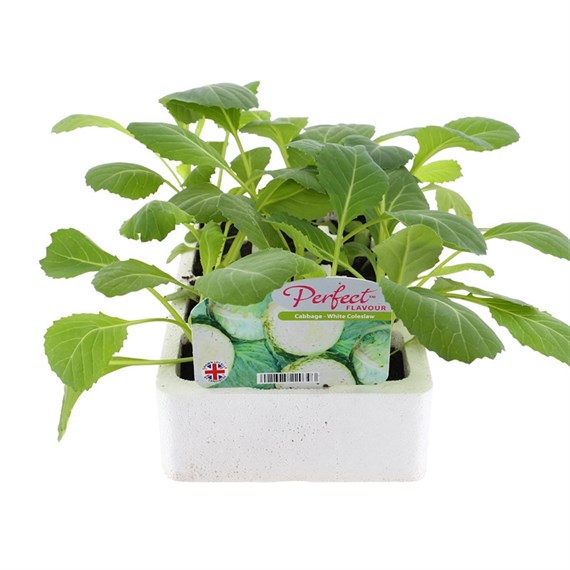 Cabbage White Coleslaw 12 Pack Boxed Vegetable