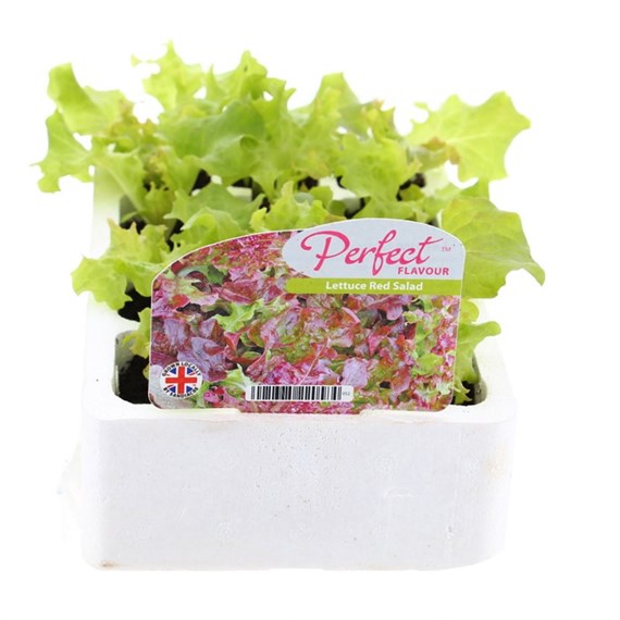 Lettuce Red Salad 12 Pack Boxed Vegetables